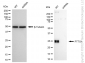 KD-Validated Anti-PTTG1 Rabbit Monoclonal Antibody